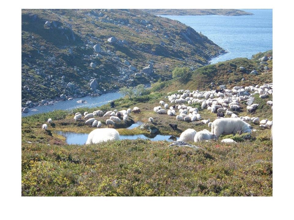 Microsoft PowerPoint presentasjon som presenterer "Jæren Smalalag". Bileta gir fakta om smalalaget, og viser nokre av lagets hytter og sauedrift i Setesdalsheiene.