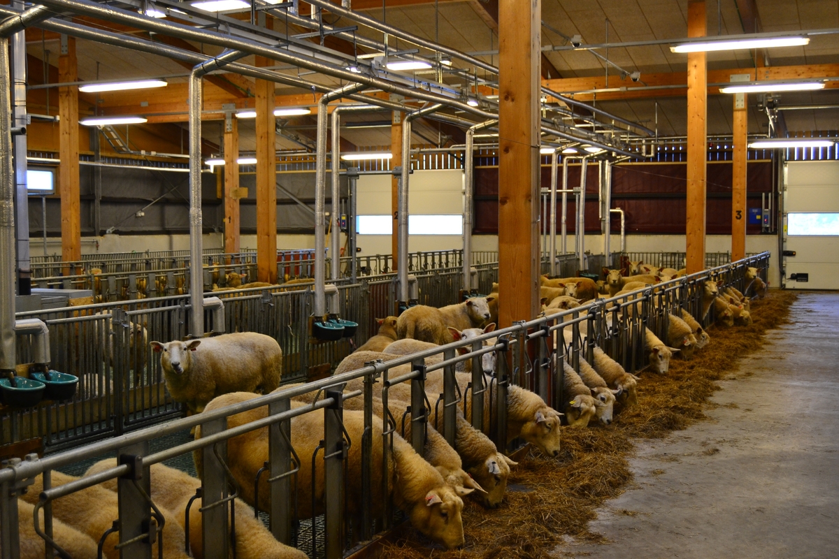 Tur for ansatte ved NMBU (Norges miljø- og biovitenskapelige universitet) til Ås for å bli kjend med NMBU og det dei arbeider med på Ås. Dei såg på sauar, geiter, kyr, fór og fóringsmaskiner.