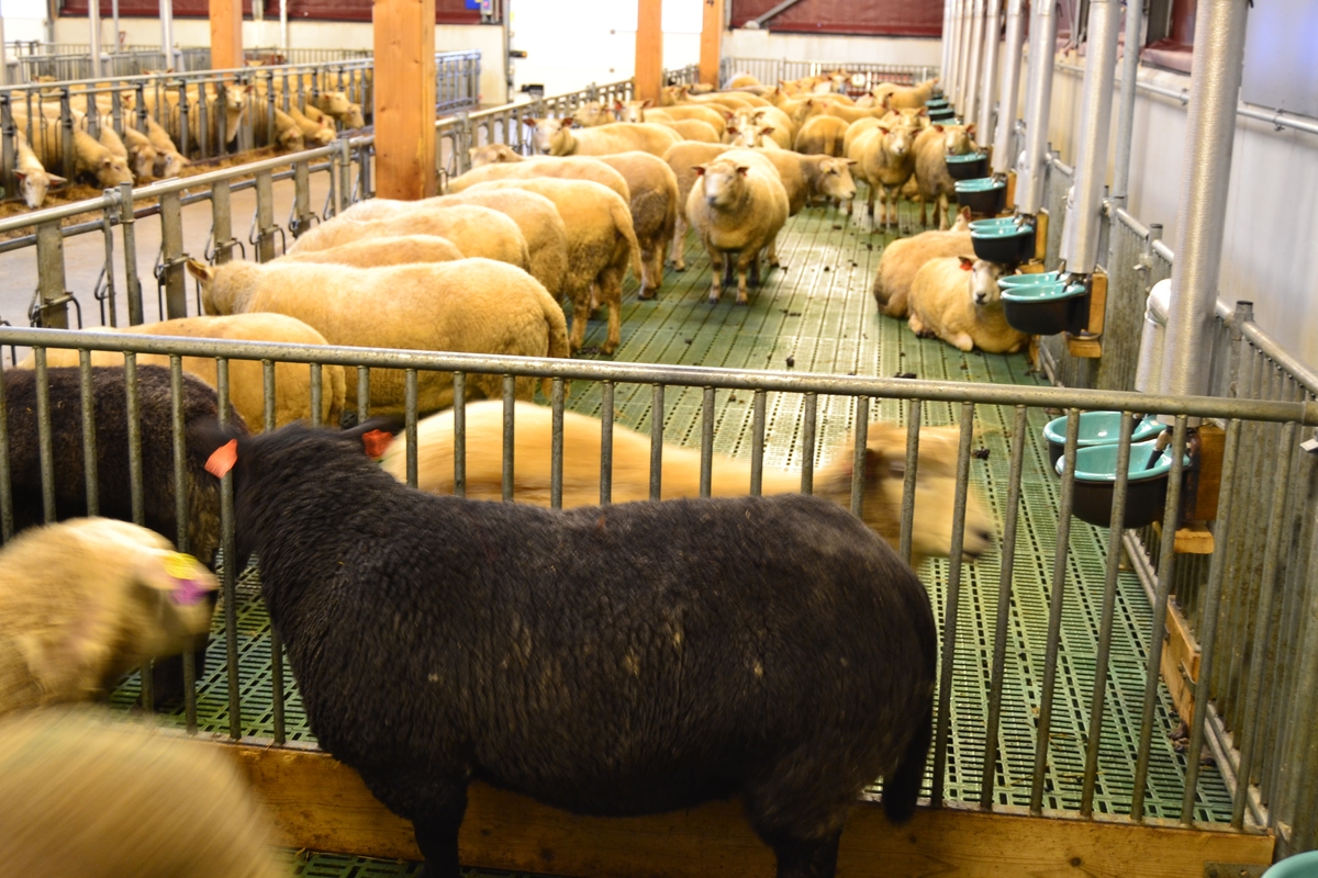 Tur for ansatte ved NMBU (Norges miljø- og biovitenskapelige universitet) til Ås for å bli kjend med NMBU og det dei arbeider med på Ås. Dei såg på sauar, geiter, kyr, fór og fóringsmaskiner.