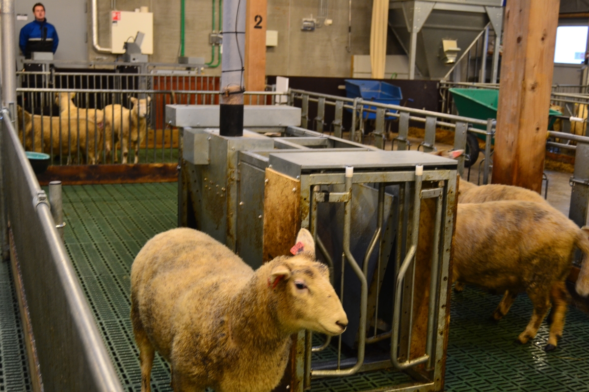 Tur for ansatte ved NMBU (Norges miljø- og biovitenskapelige universitet) til Ås for å bli kjend med NMBU og det dei arbeider med på Ås. Dei såg på sauar, geiter, kyr, fór og fóringsmaskiner.