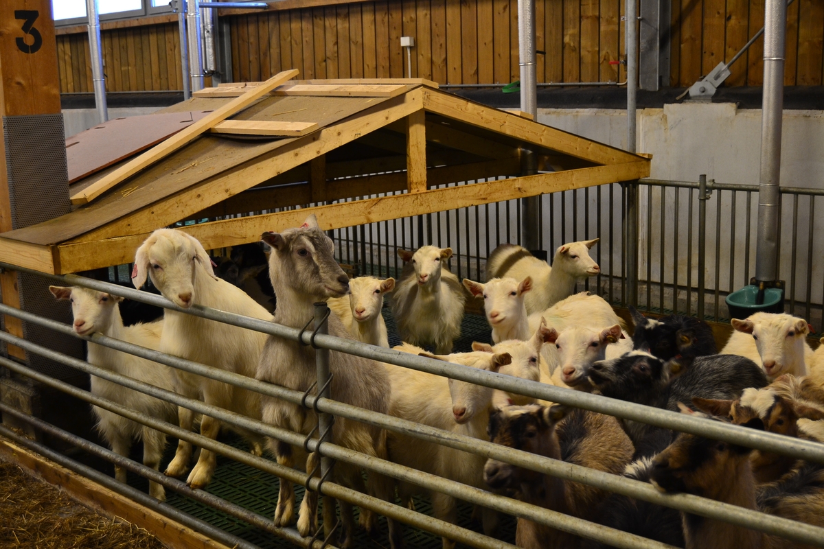 Tur for ansatte ved NMBU (Norges miljø- og biovitenskapelige universitet) til Ås for å bli kjend med NMBU og det dei arbeider med på Ås. Dei såg på sauar, geiter, kyr, fór og fóringsmaskiner.