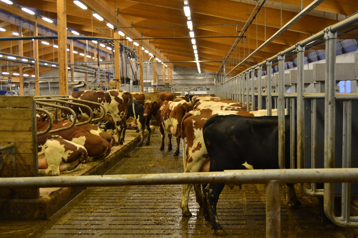 Tur for ansatte ved NMBU (Norges miljø- og biovitenskapelige universitet) til Ås for å bli kjend med NMBU og det dei arbeider med på Ås. Dei såg på sauar, geiter, kyr, fór og fóringsmaskiner.