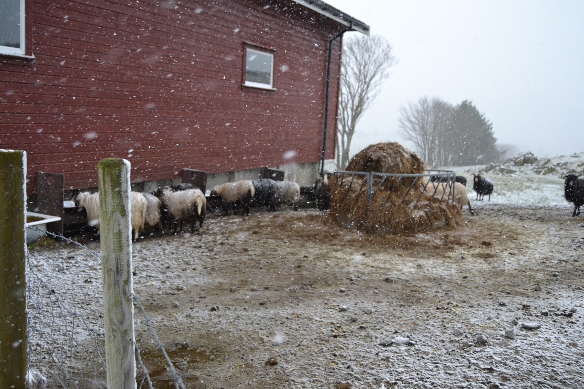 Villsauene utenfor sauehuset i vinterkledde aprildager. Den ene dagen snødde det tett. De fikk kraftfor morgen og kveld, og siloball.