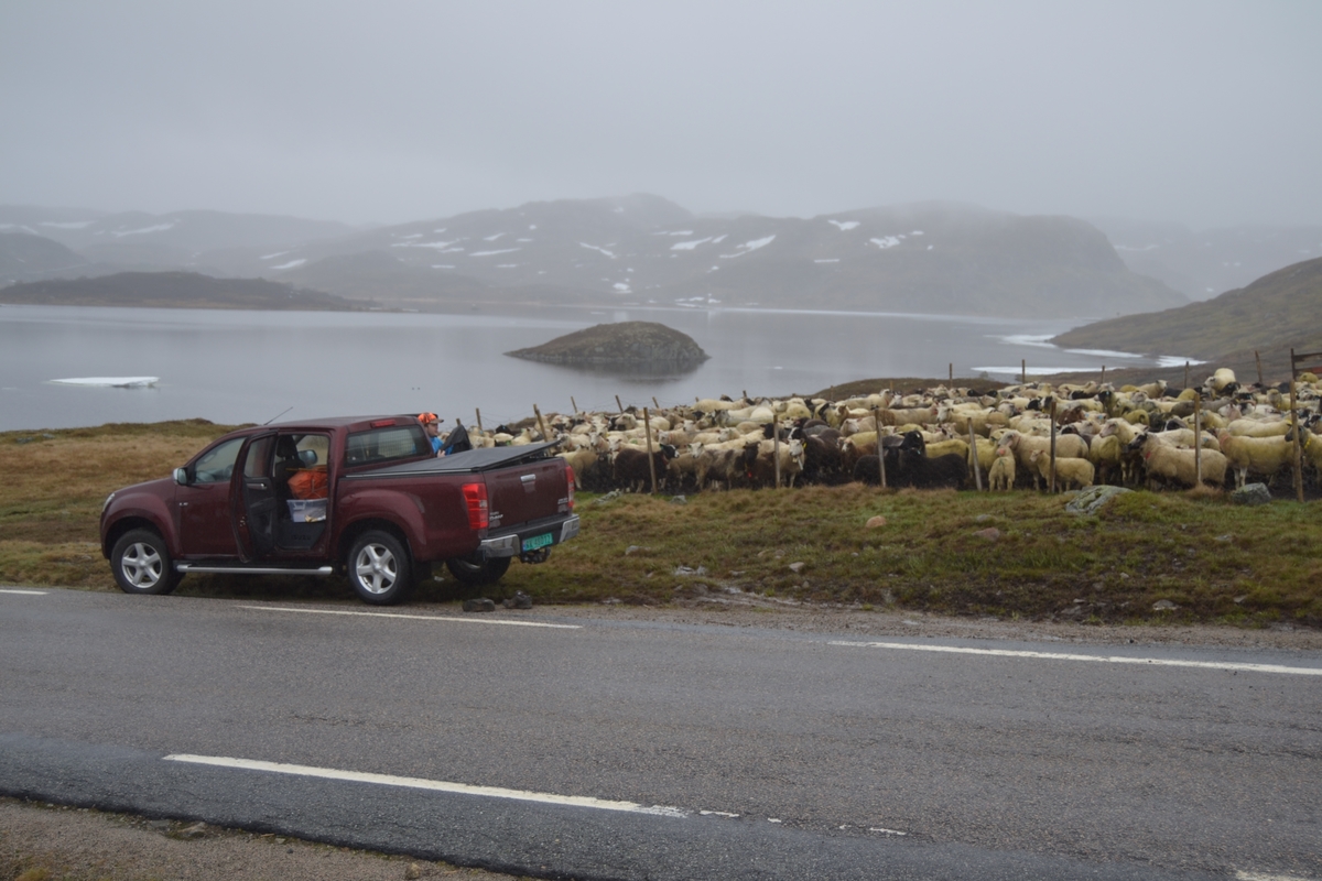 Bilete frå jaging av sau til heis. Bilete 1-3: oppsamlingsgard for å lesse av sauene for å finne lammene sine og roe seg etter transporten. Håhedlervatnet i bakgrunnen. Bilete 4-5: Kvil på hytteheia før Rågeloni, Bilete 6-8: Pause på sletta i Kotedalen i regnver. Bilete 9-10 på Flåto i nordre enden av Monsvatnet. Bilete 11-12: Jagegjengen tek ein pause ved Flåto (Endre Jonassen sit og Morgan Haga er heilt til høgre på neste bilete). Bilete 13-15: sauene er samla i garder ved hytta på Vidalega. Bilete 16: Svartfjeshode. Dei hadde slakta den nokre dagar før til ferskt kjøtt (noko legges i snøfonna, noko etes og noko saltas). Bilete 17-18: blodpannekaker med sjølvlaga flesk lagd av Karl Martin Mattingsdal som jagarane fekk når dei kom opp. Bilete 19: driving langs Vestre Tindevatnet. Bilete 20-21: Tindelego er inst på biledet. Bilete 22-23: pause ved Østre Tindevatn. Bilete 24-32: jaging i Tindedalen. Jagarane måtte bremse sauane litt fordi dei skulle passere eit smalt sted og då strekk flokken seg så mykje at man må stoppe dei for å halde kontroll på alle. Sauane var målretta. Bilete 31-35: Tjerna i toppen av Moltedalen. Bilete 36: Enden av Moltedalen med Lykkjevatnet i bakgrunnen. Bilete 37: Utsikt oppover Moltedalen. Bilete 38-45: Haug like ved Lykkjevatnet. Det blei tidlegare slått her og det har stått ei hytte her. Sauane roes ned før dei sleppes ved Lykkjevatnet. Bilete 46-48: Jagegjengen måtte over bekken som renn fra Grovledalen som renn inn i Lykkjevatnet. Mykje regn dagen før gjorde at dei måtte av med bukser og sko, men sokkar ble holdt på for å ikkje skrape føtene.  Bilete 49-56: Asbjørn Haga viser fram aure frå fjellvatn. Store og fine.