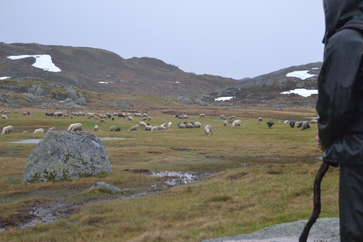 Bilete frå jaging av sau til heis. Bilete 1-3: oppsamlingsgard for å lesse av sauene for å finne lammene sine og roe seg etter transporten. Håhedlervatnet i bakgrunnen. Bilete 4-5: Kvil på hytteheia før Rågeloni, Bilete 6-8: Pause på sletta i Kotedalen i regnver. Bilete 9-10 på Flåto i nordre enden av Monsvatnet. Bilete 11-12: Jagegjengen tek ein pause ved Flåto (Endre Jonassen sit og Morgan Haga er heilt til høgre på neste bilete). Bilete 13-15: sauene er samla i garder ved hytta på Vidalega. Bilete 16: Svartfjeshode. Dei hadde slakta den nokre dagar før til ferskt kjøtt (noko legges i snøfonna, noko etes og noko saltas). Bilete 17-18: blodpannekaker med sjølvlaga flesk lagd av Karl Martin Mattingsdal som jagarane fekk når dei kom opp. Bilete 19: driving langs Vestre Tindevatnet. Bilete 20-21: Tindelego er inst på biledet. Bilete 22-23: pause ved Østre Tindevatn. Bilete 24-32: jaging i Tindedalen. Jagarane måtte bremse sauane litt fordi dei skulle passere eit smalt sted og då strekk flokken seg så mykje at man må stoppe dei for å halde kontroll på alle. Sauane var målretta. Bilete 31-35: Tjerna i toppen av Moltedalen. Bilete 36: Enden av Moltedalen med Lykkjevatnet i bakgrunnen. Bilete 37: Utsikt oppover Moltedalen. Bilete 38-45: Haug like ved Lykkjevatnet. Det blei tidlegare slått her og det har stått ei hytte her. Sauane roes ned før dei sleppes ved Lykkjevatnet. Bilete 46-48: Jagegjengen måtte over bekken som renn fra Grovledalen som renn inn i Lykkjevatnet. Mykje regn dagen før gjorde at dei måtte av med bukser og sko, men sokkar ble holdt på for å ikkje skrape føtene.  Bilete 49-56: Asbjørn Haga viser fram aure frå fjellvatn. Store og fine.