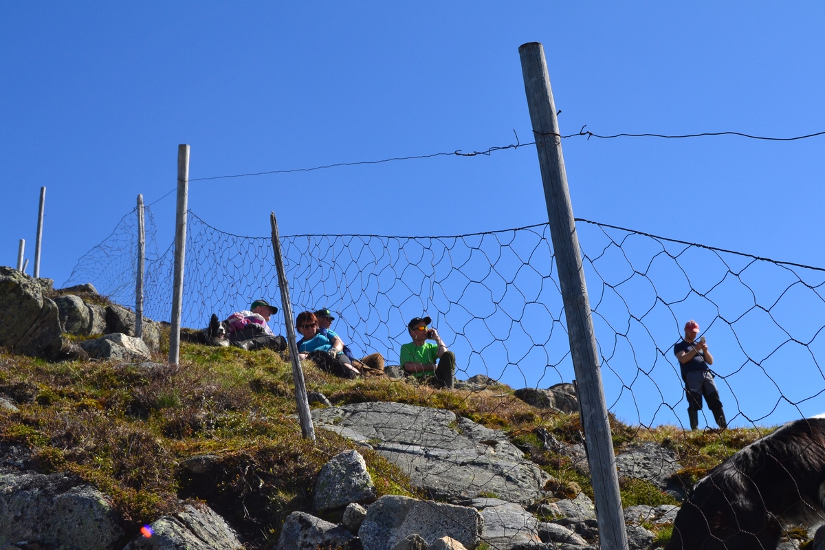 Asbjørn Haga, Karl Martin Mattingsdal, Martin Siqveland, Mette Østerhus og etter hvert Odd Einar Lundervold i Langeidsheia for å sette opp gjerder før sauene jages ut på beite. Noen steder fikk de ikke satt opp skikkelig gjerde på grunn av snø. Mye regn førte til høy vannføring i elver og bekker.