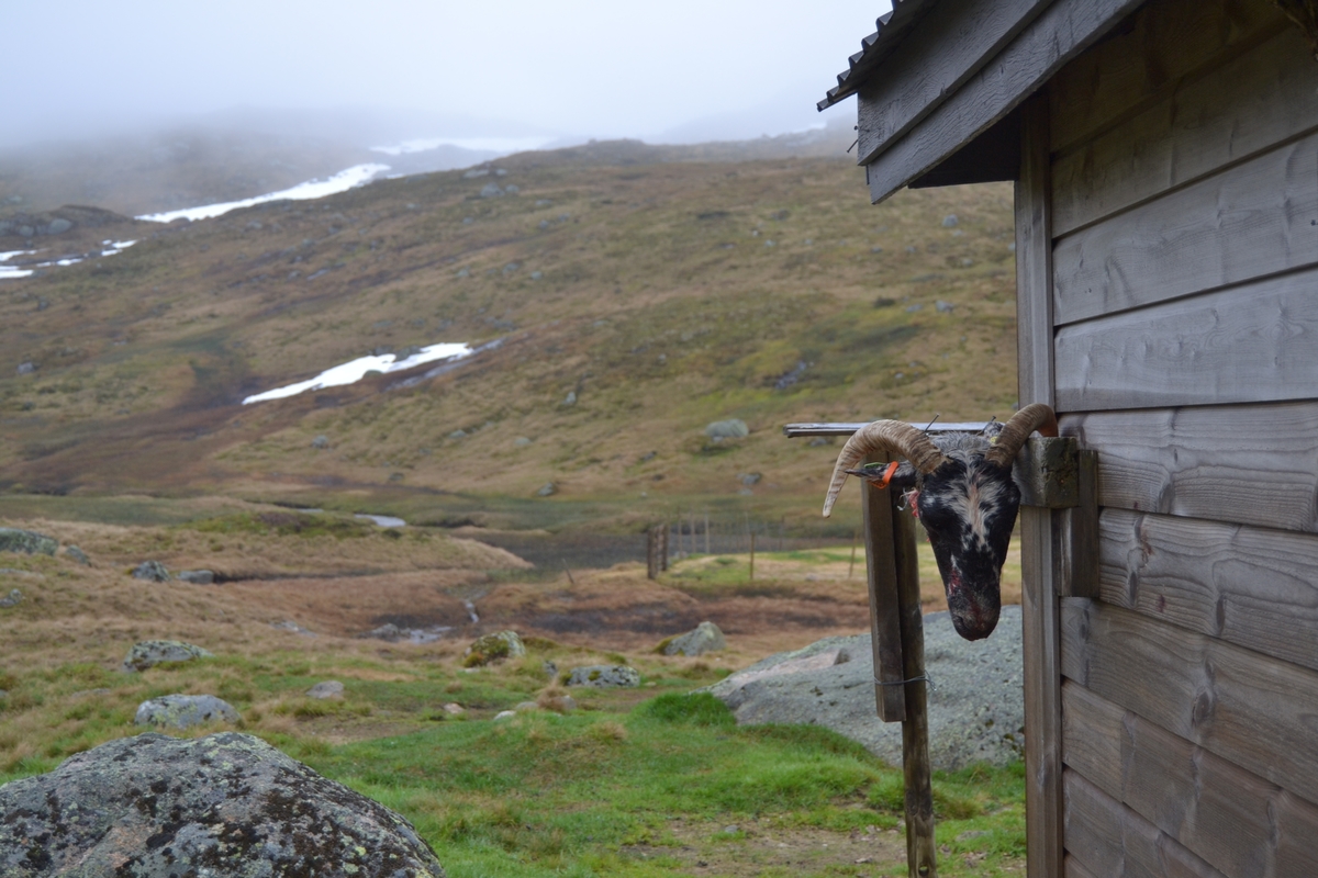 Bilete frå jaging av sau til heis. Bilete 1-3: oppsamlingsgard for å lesse av sauene for å finne lammene sine og roe seg etter transporten. Håhedlervatnet i bakgrunnen. Bilete 4-5: Kvil på hytteheia før Rågeloni, Bilete 6-8: Pause på sletta i Kotedalen i regnver. Bilete 9-10 på Flåto i nordre enden av Monsvatnet. Bilete 11-12: Jagegjengen tek ein pause ved Flåto (Endre Jonassen sit og Morgan Haga er heilt til høgre på neste bilete). Bilete 13-15: sauene er samla i garder ved hytta på Vidalega. Bilete 16: Svartfjeshode. Dei hadde slakta den nokre dagar før til ferskt kjøtt (noko legges i snøfonna, noko etes og noko saltas). Bilete 17-18: blodpannekaker med sjølvlaga flesk lagd av Karl Martin Mattingsdal som jagarane fekk når dei kom opp. Bilete 19: driving langs Vestre Tindevatnet. Bilete 20-21: Tindelego er inst på biledet. Bilete 22-23: pause ved Østre Tindevatn. Bilete 24-32: jaging i Tindedalen. Jagarane måtte bremse sauane litt fordi dei skulle passere eit smalt sted og då strekk flokken seg så mykje at man må stoppe dei for å halde kontroll på alle. Sauane var målretta. Bilete 31-35: Tjerna i toppen av Moltedalen. Bilete 36: Enden av Moltedalen med Lykkjevatnet i bakgrunnen. Bilete 37: Utsikt oppover Moltedalen. Bilete 38-45: Haug like ved Lykkjevatnet. Det blei tidlegare slått her og det har stått ei hytte her. Sauane roes ned før dei sleppes ved Lykkjevatnet. Bilete 46-48: Jagegjengen måtte over bekken som renn fra Grovledalen som renn inn i Lykkjevatnet. Mykje regn dagen før gjorde at dei måtte av med bukser og sko, men sokkar ble holdt på for å ikkje skrape føtene.  Bilete 49-56: Asbjørn Haga viser fram aure frå fjellvatn. Store og fine.