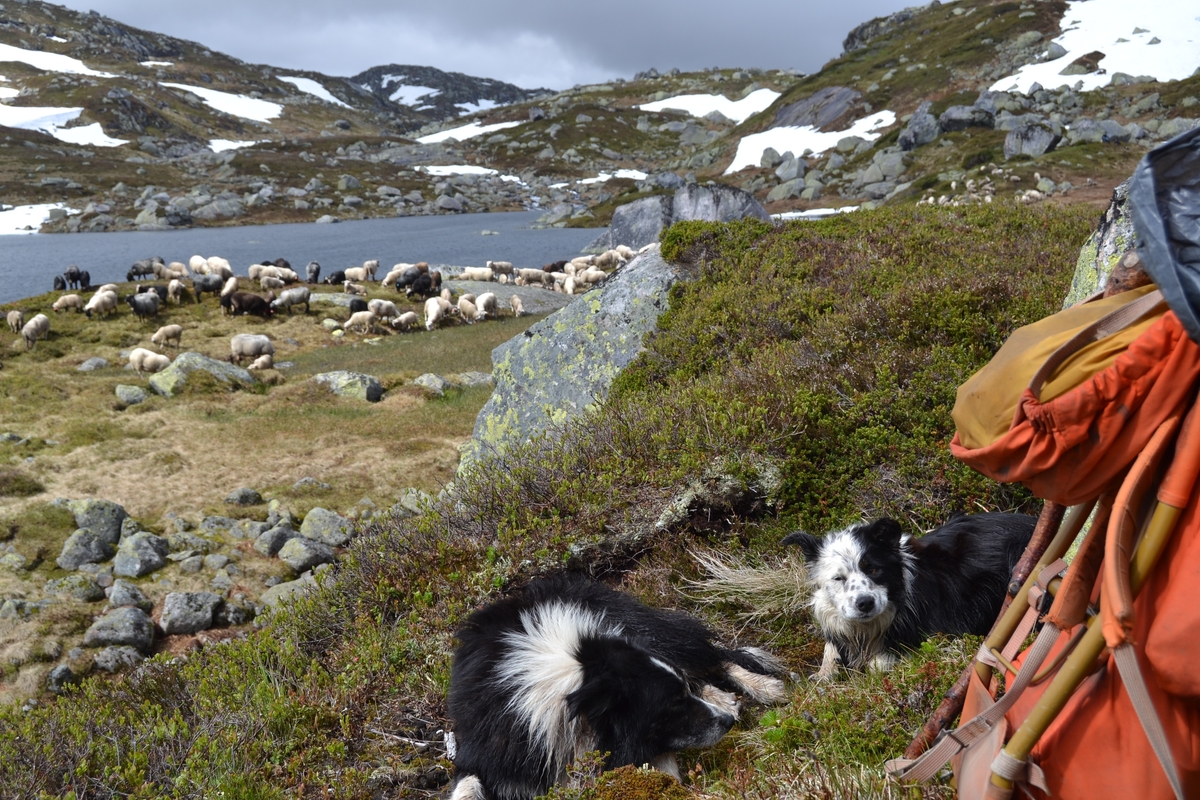 Bilete frå jaging av sau til heis. Bilete 1-3: oppsamlingsgard for å lesse av sauene for å finne lammene sine og roe seg etter transporten. Håhedlervatnet i bakgrunnen. Bilete 4-5: Kvil på hytteheia før Rågeloni, Bilete 6-8: Pause på sletta i Kotedalen i regnver. Bilete 9-10 på Flåto i nordre enden av Monsvatnet. Bilete 11-12: Jagegjengen tek ein pause ved Flåto (Endre Jonassen sit og Morgan Haga er heilt til høgre på neste bilete). Bilete 13-15: sauene er samla i garder ved hytta på Vidalega. Bilete 16: Svartfjeshode. Dei hadde slakta den nokre dagar før til ferskt kjøtt (noko legges i snøfonna, noko etes og noko saltas). Bilete 17-18: blodpannekaker med sjølvlaga flesk lagd av Karl Martin Mattingsdal som jagarane fekk når dei kom opp. Bilete 19: driving langs Vestre Tindevatnet. Bilete 20-21: Tindelego er inst på biledet. Bilete 22-23: pause ved Østre Tindevatn. Bilete 24-32: jaging i Tindedalen. Jagarane måtte bremse sauane litt fordi dei skulle passere eit smalt sted og då strekk flokken seg så mykje at man må stoppe dei for å halde kontroll på alle. Sauane var målretta. Bilete 31-35: Tjerna i toppen av Moltedalen. Bilete 36: Enden av Moltedalen med Lykkjevatnet i bakgrunnen. Bilete 37: Utsikt oppover Moltedalen. Bilete 38-45: Haug like ved Lykkjevatnet. Det blei tidlegare slått her og det har stått ei hytte her. Sauane roes ned før dei sleppes ved Lykkjevatnet. Bilete 46-48: Jagegjengen måtte over bekken som renn fra Grovledalen som renn inn i Lykkjevatnet. Mykje regn dagen før gjorde at dei måtte av med bukser og sko, men sokkar ble holdt på for å ikkje skrape føtene.  Bilete 49-56: Asbjørn Haga viser fram aure frå fjellvatn. Store og fine.