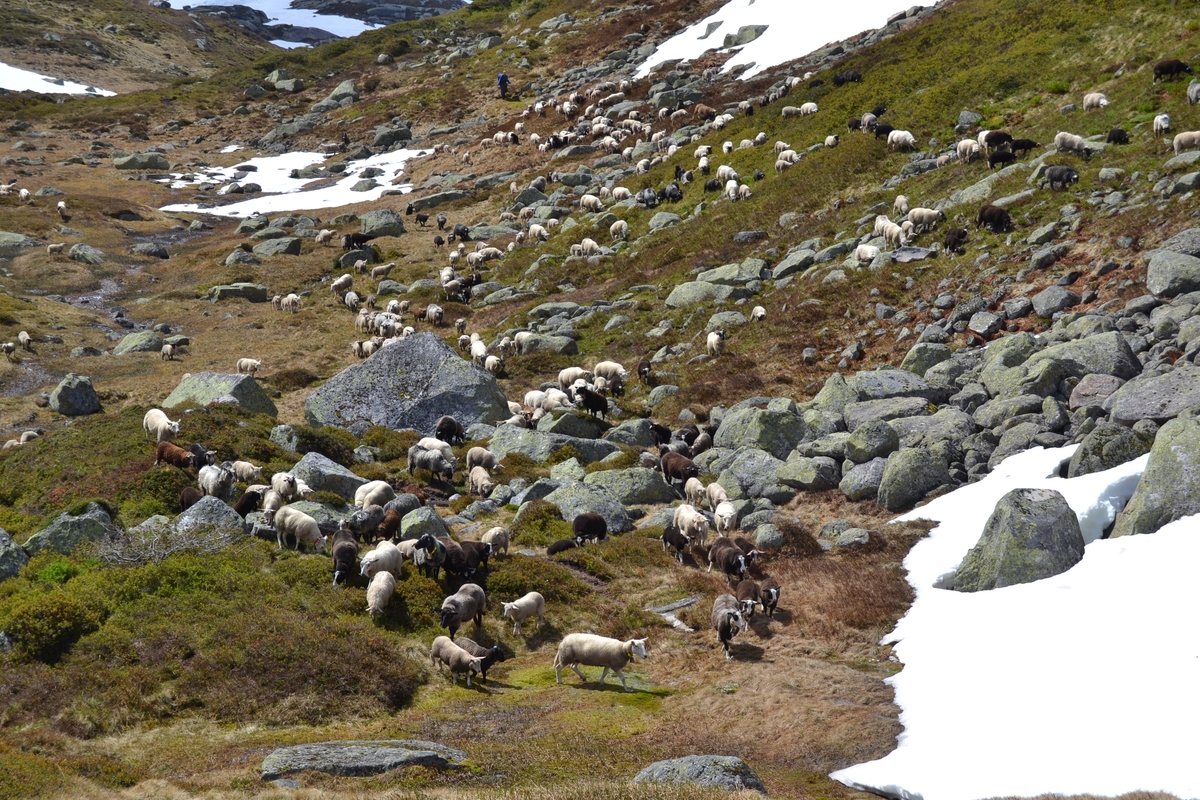 Bilete frå jaging av sau til heis. Bilete 1-3: oppsamlingsgard for å lesse av sauene for å finne lammene sine og roe seg etter transporten. Håhedlervatnet i bakgrunnen. Bilete 4-5: Kvil på hytteheia før Rågeloni, Bilete 6-8: Pause på sletta i Kotedalen i regnver. Bilete 9-10 på Flåto i nordre enden av Monsvatnet. Bilete 11-12: Jagegjengen tek ein pause ved Flåto (Endre Jonassen sit og Morgan Haga er heilt til høgre på neste bilete). Bilete 13-15: sauene er samla i garder ved hytta på Vidalega. Bilete 16: Svartfjeshode. Dei hadde slakta den nokre dagar før til ferskt kjøtt (noko legges i snøfonna, noko etes og noko saltas). Bilete 17-18: blodpannekaker med sjølvlaga flesk lagd av Karl Martin Mattingsdal som jagarane fekk når dei kom opp. Bilete 19: driving langs Vestre Tindevatnet. Bilete 20-21: Tindelego er inst på biledet. Bilete 22-23: pause ved Østre Tindevatn. Bilete 24-32: jaging i Tindedalen. Jagarane måtte bremse sauane litt fordi dei skulle passere eit smalt sted og då strekk flokken seg så mykje at man må stoppe dei for å halde kontroll på alle. Sauane var målretta. Bilete 31-35: Tjerna i toppen av Moltedalen. Bilete 36: Enden av Moltedalen med Lykkjevatnet i bakgrunnen. Bilete 37: Utsikt oppover Moltedalen. Bilete 38-45: Haug like ved Lykkjevatnet. Det blei tidlegare slått her og det har stått ei hytte her. Sauane roes ned før dei sleppes ved Lykkjevatnet. Bilete 46-48: Jagegjengen måtte over bekken som renn fra Grovledalen som renn inn i Lykkjevatnet. Mykje regn dagen før gjorde at dei måtte av med bukser og sko, men sokkar ble holdt på for å ikkje skrape føtene.  Bilete 49-56: Asbjørn Haga viser fram aure frå fjellvatn. Store og fine.