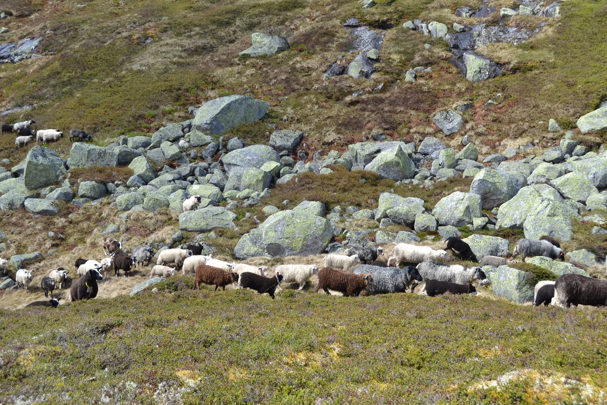 Bilete frå jaging av sau til heis. Bilete 1-3: oppsamlingsgard for å lesse av sauene for å finne lammene sine og roe seg etter transporten. Håhedlervatnet i bakgrunnen. Bilete 4-5: Kvil på hytteheia før Rågeloni, Bilete 6-8: Pause på sletta i Kotedalen i regnver. Bilete 9-10 på Flåto i nordre enden av Monsvatnet. Bilete 11-12: Jagegjengen tek ein pause ved Flåto (Endre Jonassen sit og Morgan Haga er heilt til høgre på neste bilete). Bilete 13-15: sauene er samla i garder ved hytta på Vidalega. Bilete 16: Svartfjeshode. Dei hadde slakta den nokre dagar før til ferskt kjøtt (noko legges i snøfonna, noko etes og noko saltas). Bilete 17-18: blodpannekaker med sjølvlaga flesk lagd av Karl Martin Mattingsdal som jagarane fekk når dei kom opp. Bilete 19: driving langs Vestre Tindevatnet. Bilete 20-21: Tindelego er inst på biledet. Bilete 22-23: pause ved Østre Tindevatn. Bilete 24-32: jaging i Tindedalen. Jagarane måtte bremse sauane litt fordi dei skulle passere eit smalt sted og då strekk flokken seg så mykje at man må stoppe dei for å halde kontroll på alle. Sauane var målretta. Bilete 31-35: Tjerna i toppen av Moltedalen. Bilete 36: Enden av Moltedalen med Lykkjevatnet i bakgrunnen. Bilete 37: Utsikt oppover Moltedalen. Bilete 38-45: Haug like ved Lykkjevatnet. Det blei tidlegare slått her og det har stått ei hytte her. Sauane roes ned før dei sleppes ved Lykkjevatnet. Bilete 46-48: Jagegjengen måtte over bekken som renn fra Grovledalen som renn inn i Lykkjevatnet. Mykje regn dagen før gjorde at dei måtte av med bukser og sko, men sokkar ble holdt på for å ikkje skrape føtene.  Bilete 49-56: Asbjørn Haga viser fram aure frå fjellvatn. Store og fine.