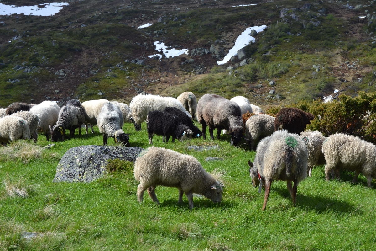 Bilete frå jaging av sau til heis. Bilete 1-3: oppsamlingsgard for å lesse av sauene for å finne lammene sine og roe seg etter transporten. Håhedlervatnet i bakgrunnen. Bilete 4-5: Kvil på hytteheia før Rågeloni, Bilete 6-8: Pause på sletta i Kotedalen i regnver. Bilete 9-10 på Flåto i nordre enden av Monsvatnet. Bilete 11-12: Jagegjengen tek ein pause ved Flåto (Endre Jonassen sit og Morgan Haga er heilt til høgre på neste bilete). Bilete 13-15: sauene er samla i garder ved hytta på Vidalega. Bilete 16: Svartfjeshode. Dei hadde slakta den nokre dagar før til ferskt kjøtt (noko legges i snøfonna, noko etes og noko saltas). Bilete 17-18: blodpannekaker med sjølvlaga flesk lagd av Karl Martin Mattingsdal som jagarane fekk når dei kom opp. Bilete 19: driving langs Vestre Tindevatnet. Bilete 20-21: Tindelego er inst på biledet. Bilete 22-23: pause ved Østre Tindevatn. Bilete 24-32: jaging i Tindedalen. Jagarane måtte bremse sauane litt fordi dei skulle passere eit smalt sted og då strekk flokken seg så mykje at man må stoppe dei for å halde kontroll på alle. Sauane var målretta. Bilete 31-35: Tjerna i toppen av Moltedalen. Bilete 36: Enden av Moltedalen med Lykkjevatnet i bakgrunnen. Bilete 37: Utsikt oppover Moltedalen. Bilete 38-45: Haug like ved Lykkjevatnet. Det blei tidlegare slått her og det har stått ei hytte her. Sauane roes ned før dei sleppes ved Lykkjevatnet. Bilete 46-48: Jagegjengen måtte over bekken som renn fra Grovledalen som renn inn i Lykkjevatnet. Mykje regn dagen før gjorde at dei måtte av med bukser og sko, men sokkar ble holdt på for å ikkje skrape føtene.  Bilete 49-56: Asbjørn Haga viser fram aure frå fjellvatn. Store og fine.