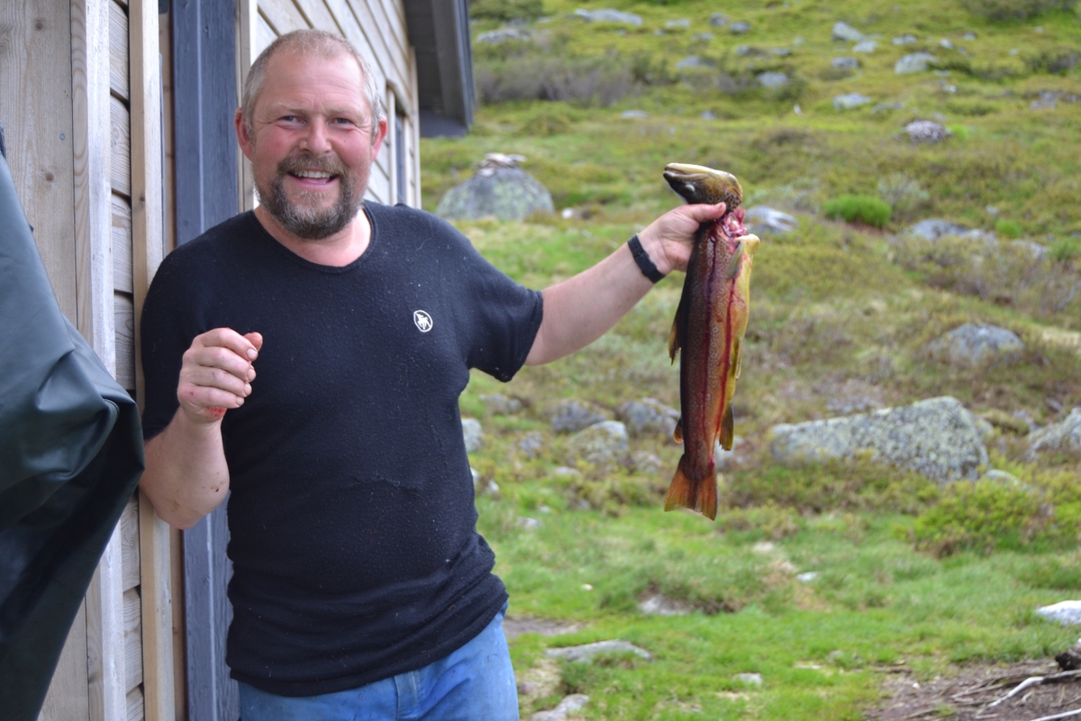 Bilete frå jaging av sau til heis. Bilete 1-3: oppsamlingsgard for å lesse av sauene for å finne lammene sine og roe seg etter transporten. Håhedlervatnet i bakgrunnen. Bilete 4-5: Kvil på hytteheia før Rågeloni, Bilete 6-8: Pause på sletta i Kotedalen i regnver. Bilete 9-10 på Flåto i nordre enden av Monsvatnet. Bilete 11-12: Jagegjengen tek ein pause ved Flåto (Endre Jonassen sit og Morgan Haga er heilt til høgre på neste bilete). Bilete 13-15: sauene er samla i garder ved hytta på Vidalega. Bilete 16: Svartfjeshode. Dei hadde slakta den nokre dagar før til ferskt kjøtt (noko legges i snøfonna, noko etes og noko saltas). Bilete 17-18: blodpannekaker med sjølvlaga flesk lagd av Karl Martin Mattingsdal som jagarane fekk når dei kom opp. Bilete 19: driving langs Vestre Tindevatnet. Bilete 20-21: Tindelego er inst på biledet. Bilete 22-23: pause ved Østre Tindevatn. Bilete 24-32: jaging i Tindedalen. Jagarane måtte bremse sauane litt fordi dei skulle passere eit smalt sted og då strekk flokken seg så mykje at man må stoppe dei for å halde kontroll på alle. Sauane var målretta. Bilete 31-35: Tjerna i toppen av Moltedalen. Bilete 36: Enden av Moltedalen med Lykkjevatnet i bakgrunnen. Bilete 37: Utsikt oppover Moltedalen. Bilete 38-45: Haug like ved Lykkjevatnet. Det blei tidlegare slått her og det har stått ei hytte her. Sauane roes ned før dei sleppes ved Lykkjevatnet. Bilete 46-48: Jagegjengen måtte over bekken som renn fra Grovledalen som renn inn i Lykkjevatnet. Mykje regn dagen før gjorde at dei måtte av med bukser og sko, men sokkar ble holdt på for å ikkje skrape føtene.  Bilete 49-56: Asbjørn Haga viser fram aure frå fjellvatn. Store og fine.