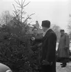 Julgranar. 
23 december 1958.