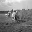 Diverse bilder, 1958.
Skördearbete.