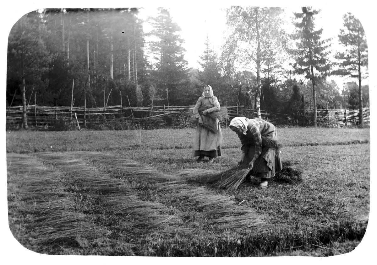 Linet utbredes till rötning på gården Kärr