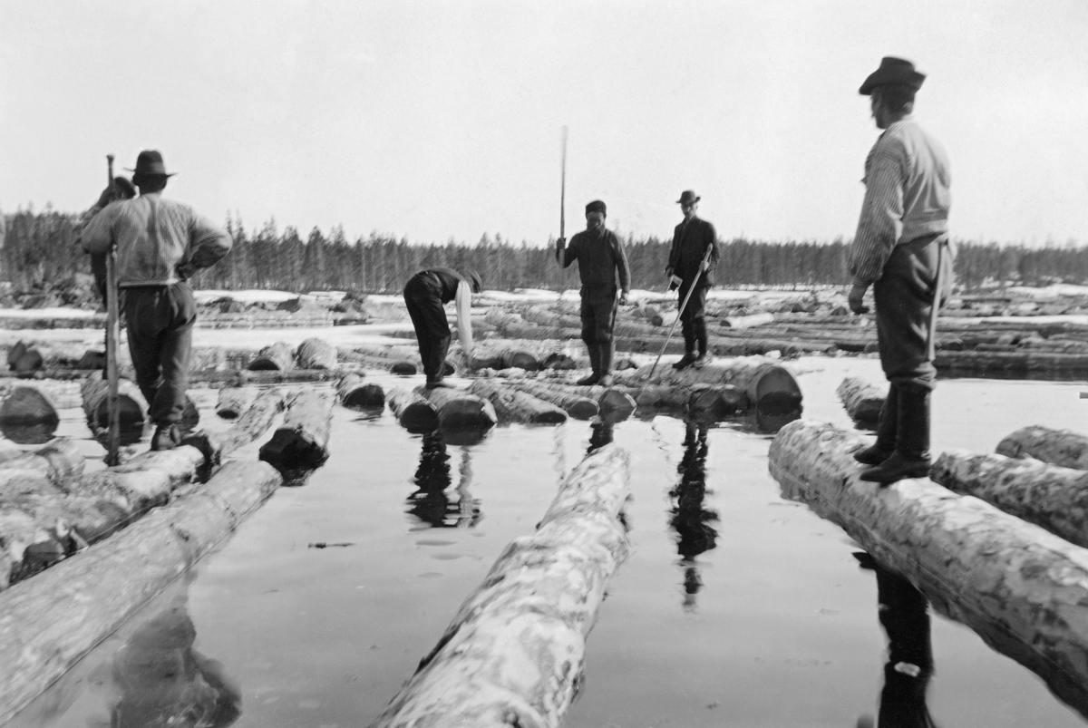 Tømmermerking på sjø med overvatn.  Fra Grånesvika ved Sorken i Engerdal.  Mennene balanserer på det barkete virket, for å slippe å bli våte på beina.  Skog i bakgrunnen.  