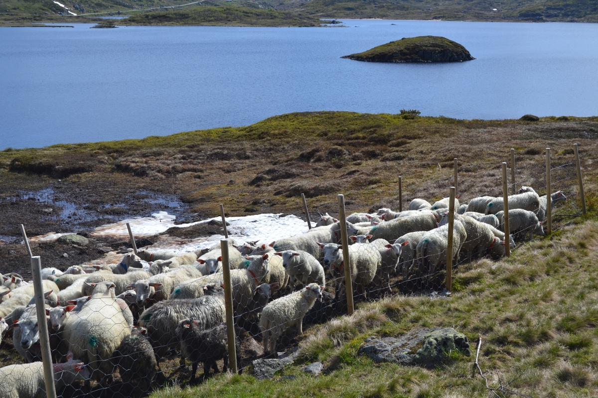 Bilder frå driving av sau frå Sandvigvatnet ved Suleskarvegen til Fjesjevassteane i Langvassheii. Det er rundt 850 sauer i flokken. Dei startar i avslessingsgarden og går langs Rågeloni og over brua som Jæren Smalalag har lagd over Sandvassåna.