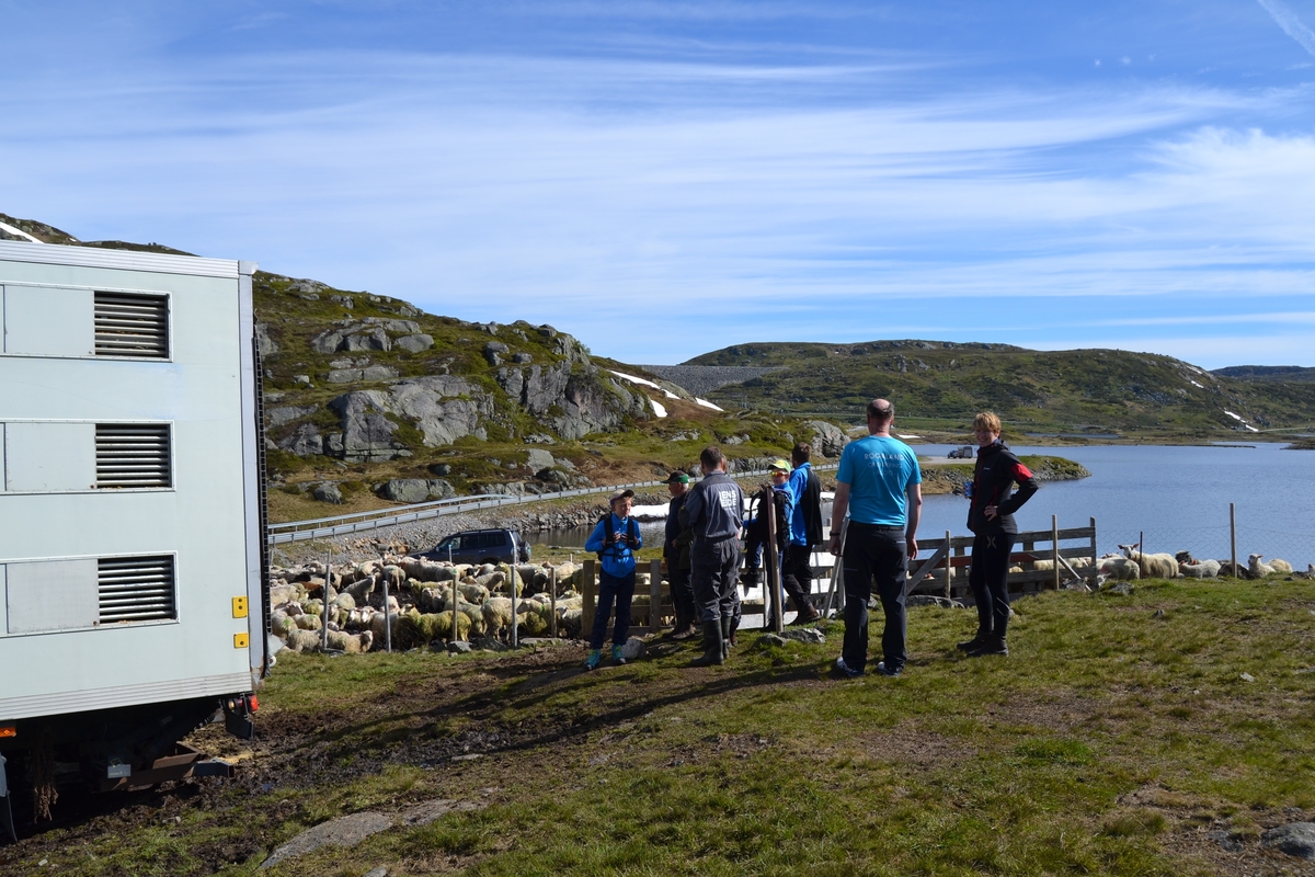 Bilder frå driving av sau frå Sandvigvatnet ved Suleskarvegen til Fjesjevassteane i Langvassheii. Det er rundt 850 sauer i flokken. Dei startar i avslessingsgarden og går langs Rågeloni og over brua som Jæren Smalalag har lagd over Sandvassåna.