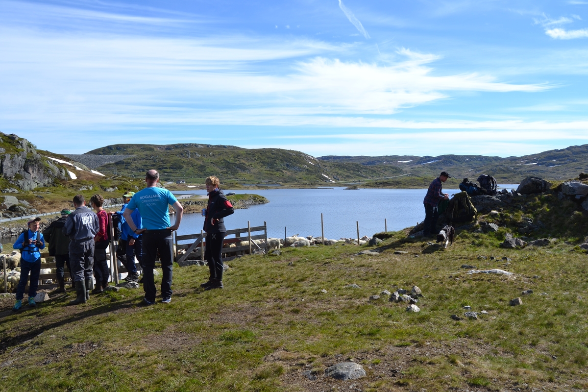 Bilder frå driving av sau frå Sandvigvatnet ved Suleskarvegen til Fjesjevassteane i Langvassheii. Det er rundt 850 sauer i flokken. Dei startar i avslessingsgarden og går langs Rågeloni og over brua som Jæren Smalalag har lagd over Sandvassåna.
