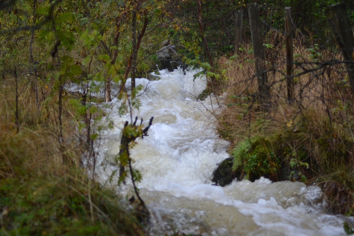 Asbjørn Haga skulle vere med på ettersanking av sauer i heia, men flaum gjorde at dei måtte vente til neste helg. Det var mykje vatn i Langeid. Dei tok med ein flokk med sauer som noken andre hadde tatt ned frå heia.
