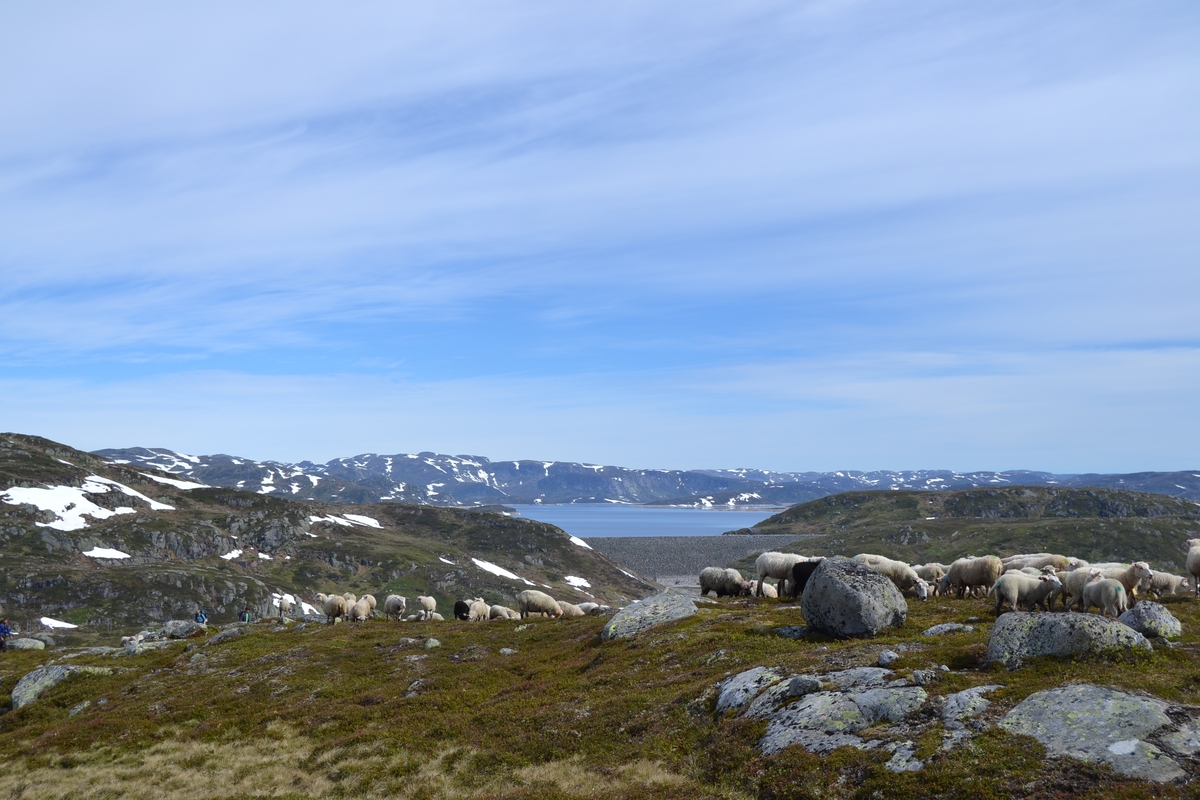Bilder frå driving av sau frå Sandvigvatnet ved Suleskarvegen til Fjesjevassteane i Langvassheii. Det er rundt 850 sauer i flokken. Dei startar i avslessingsgarden og går langs Rågeloni og over brua som Jæren Smalalag har lagd over Sandvassåna.