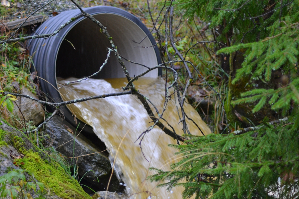 Asbjørn Haga skulle vere med på ettersanking av sauer i heia, men flaum gjorde at dei måtte vente til neste helg. Det var mykje vatn i Langeid. Dei tok med ein flokk med sauer som noken andre hadde tatt ned frå heia.