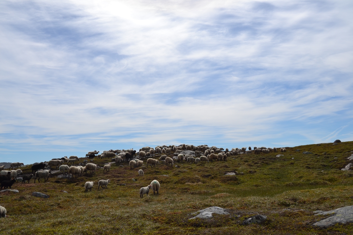 Bilder frå driving av sau frå Sandvigvatnet ved Suleskarvegen til Fjesjevassteane i Langvassheii. Det er rundt 850 sauer i flokken. Dei startar i avslessingsgarden og går langs Rågeloni og over brua som Jæren Smalalag har lagd over Sandvassåna.