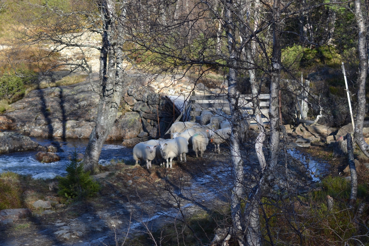 Kurt, Rolf Røynlid, Kjell Johnny Lundtveit, Martin Siqveland, Karl Martin Mattingsdal, Morgan Haga, Tarjei Langeid og Asbjørn Haga på ettersanking av sauer i Langeidshei. Dei køyrar "Tyskarvegen" opp til Tjønndalen, og tek ein pause ved ei privat hytte i Stakkedalen. Dei fann nokre sauer som står ved brua over Logni ved "Tyskarvegen".