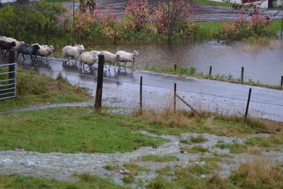 Asbjørn Haga skulle vere med på ettersanking av sauer i heia, men flaum gjorde at dei måtte vente til neste helg. Det var mykje vatn i Langeid. Dei tok med ein flokk med sauer som noken andre hadde tatt ned frå heia.