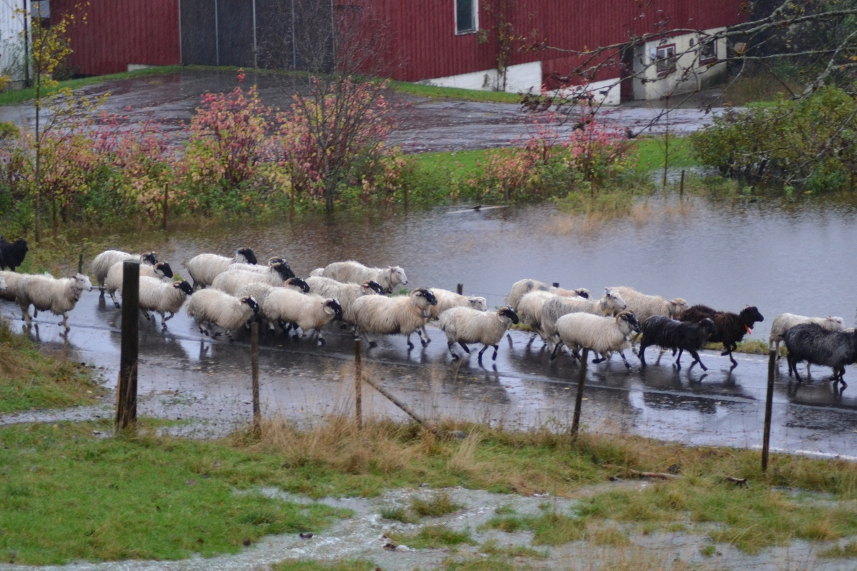 Asbjørn Haga skulle vere med på ettersanking av sauer i heia, men flaum gjorde at dei måtte vente til neste helg. Det var mykje vatn i Langeid. Dei tok med ein flokk med sauer som noken andre hadde tatt ned frå heia.