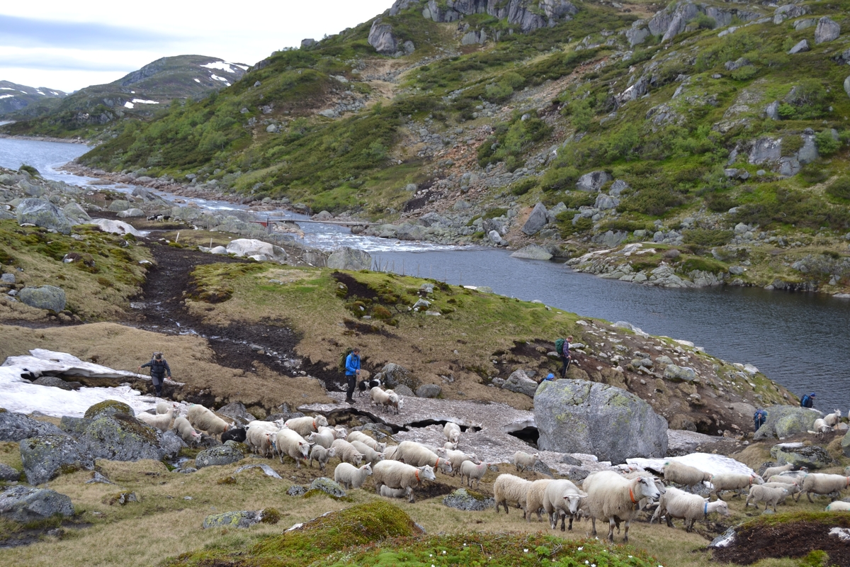 Bilder frå driving av sau frå Sandvigvatnet ved Suleskarvegen til Fjesjevassteane i Langvassheii. Det er rundt 850 sauer i flokken. Dei startar i avslessingsgarden og går langs Rågeloni og over brua som Jæren Smalalag har lagd over Sandvassåna.