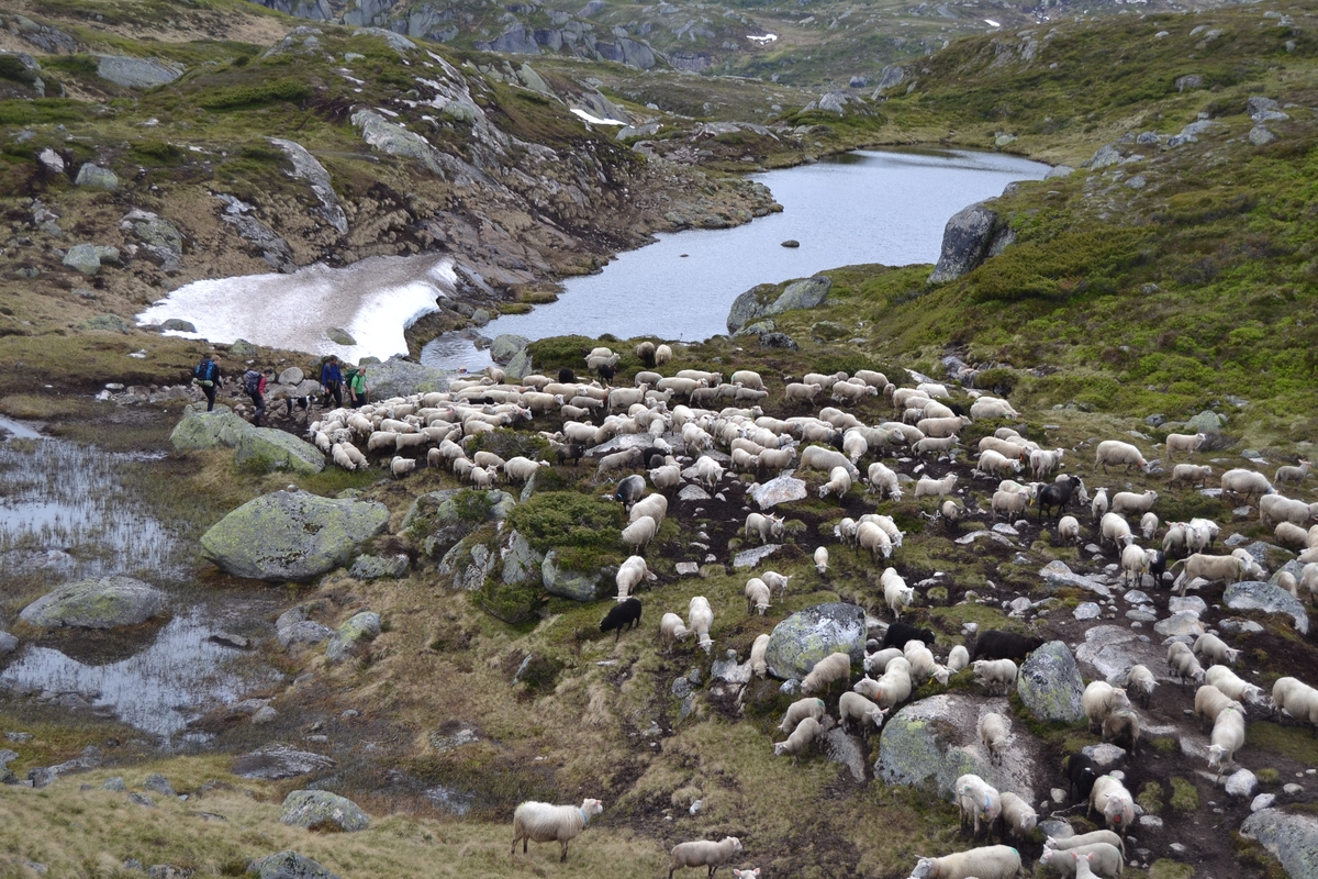 Bilder frå driving av sau frå Sandvigvatnet ved Suleskarvegen til Fjesjevassteane i Langvassheii. Det er rundt 850 sauer i flokken. Dei startar i avslessingsgarden og går langs Rågeloni og over brua som Jæren Smalalag har lagd over Sandvassåna.