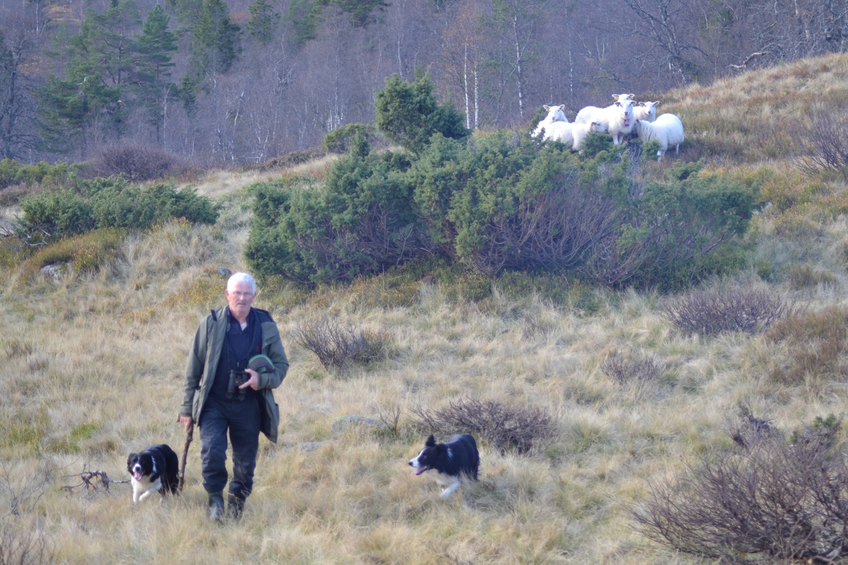 Asbjørn Haga, Marit Taksdal, Karl Marting Mattingsdal, Øyvind Jonasen, Tarjei Tjørhom og Kjell Johnny Lundtveit på ettersanking ved Langeid i Bygland. Dei fann nokre sauer til ein annen eigar i Setesdal og nokre av Marit Taksdal og Kjell Johnny Lundtveit sine sauer. Ein sau var skada og måtte fraktast med 6-hjuling. Dei fekk og skyss innover "Tyskervegen", ein veg bygd av tyskarane under 2. verdskrig.