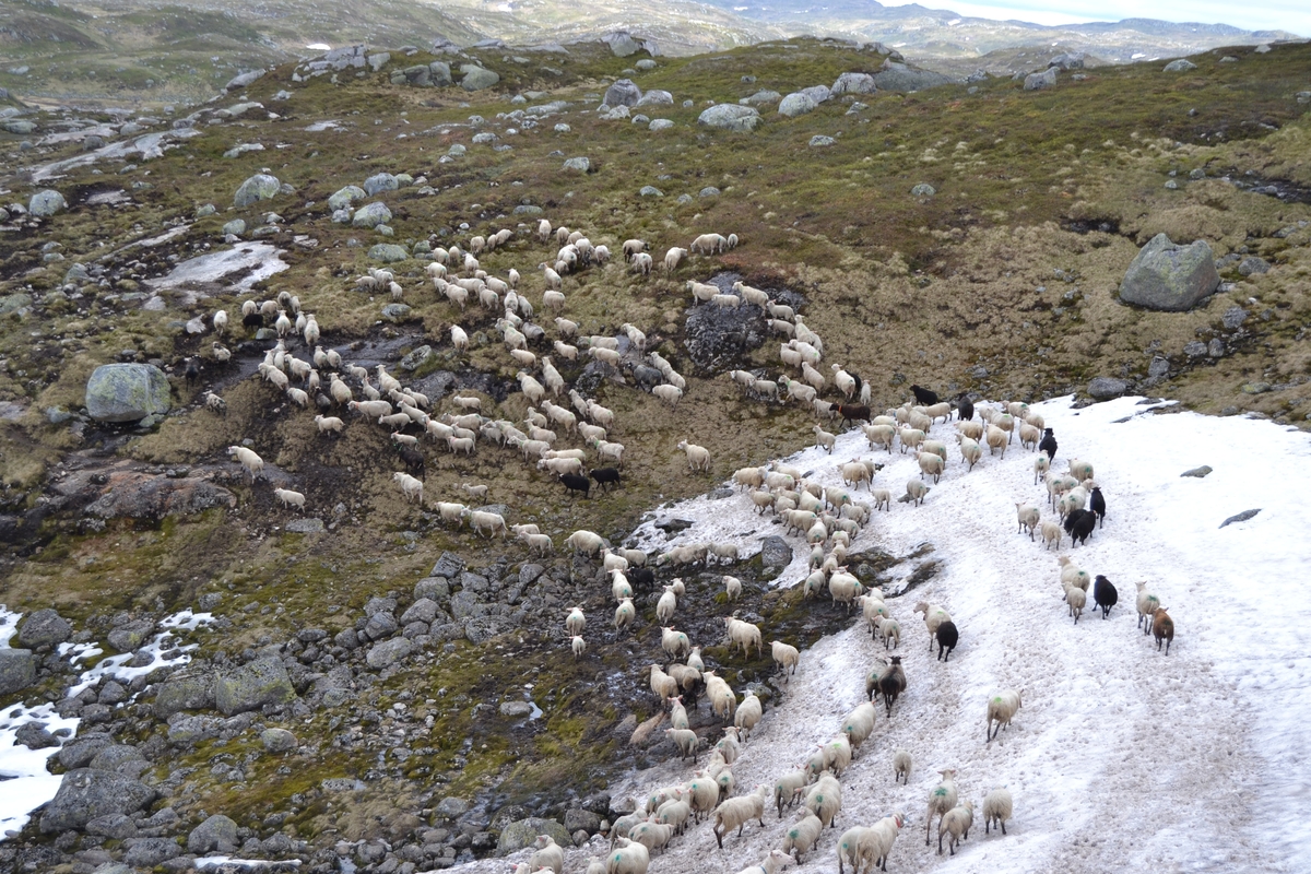 Bilder frå driving av sau frå Sandvigvatnet ved Suleskarvegen til Fjesjevassteane i Langvassheii. Det er rundt 850 sauer i flokken. Dei startar i avslessingsgarden og går langs Rågeloni og over brua som Jæren Smalalag har lagd over Sandvassåna.