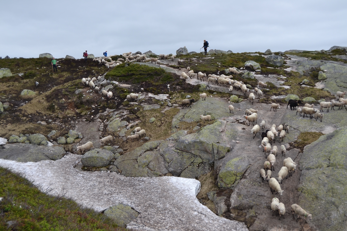 Bilder frå driving av sau frå Sandvigvatnet ved Suleskarvegen til Fjesjevassteane i Langvassheii. Det er rundt 850 sauer i flokken. Dei startar i avslessingsgarden og går langs Rågeloni og over brua som Jæren Smalalag har lagd over Sandvassåna.
