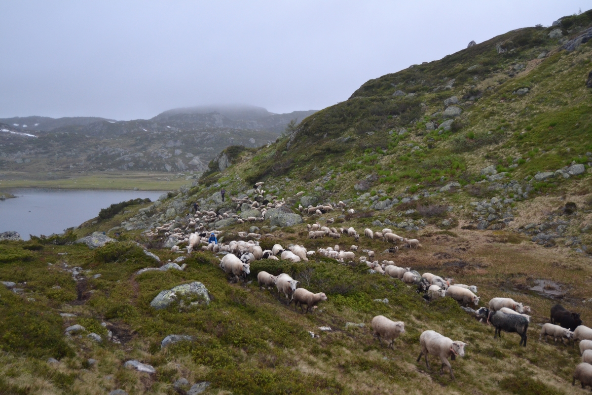 Bilder frå driving av sau frå Sandvigvatnet ved Suleskarvegen til Fjesjevassteane i Langvassheii. Det er rundt 850 sauer i flokken. Dei startar i avslessingsgarden og går langs Rågeloni og over brua som Jæren Smalalag har lagd over Sandvassåna.