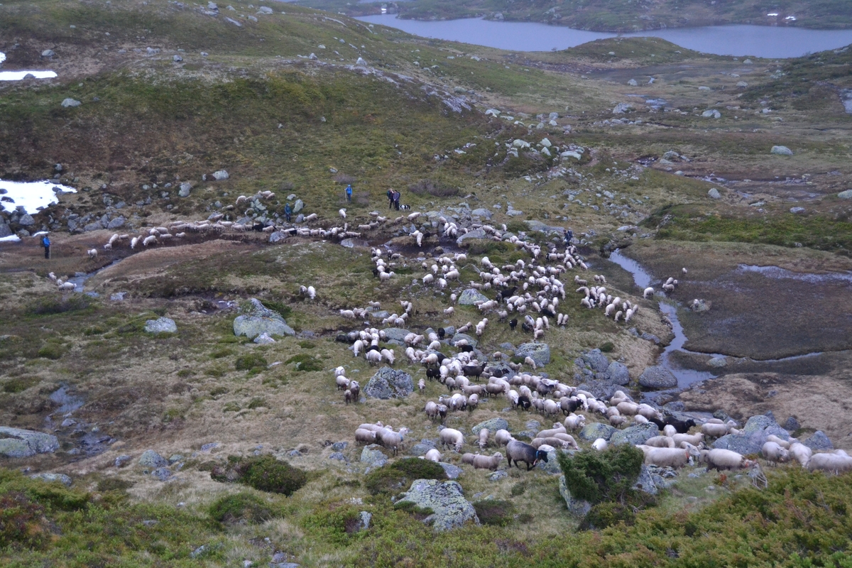 Bilder frå driving av sau frå Sandvigvatnet ved Suleskarvegen til Fjesjevassteane i Langvassheii. Det er rundt 850 sauer i flokken. Dei startar i avslessingsgarden og går langs Rågeloni og over brua som Jæren Smalalag har lagd over Sandvassåna.