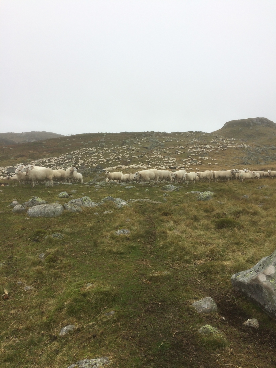 Samling av sauer frå heia. 5000 sauer blir samla ved Flåtå ved Monsvatnet. Bilde 12 og 13 er av eit revehi med mange inngangar. Bilde 14-21 er av Asbjørn Haga og Aina Gjesdal sine sauer.