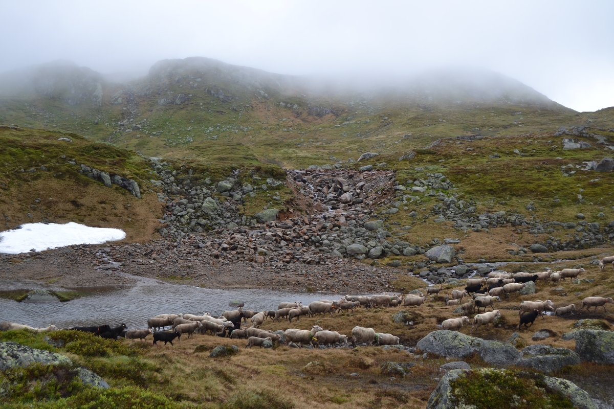Bilder frå driving av sau frå Sandvigvatnet ved Suleskarvegen til Fjesjevassteane i Langvassheii. Det er rundt 850 sauer i flokken. Dei startar i avslessingsgarden og går langs Rågeloni og over brua som Jæren Smalalag har lagd over Sandvassåna.