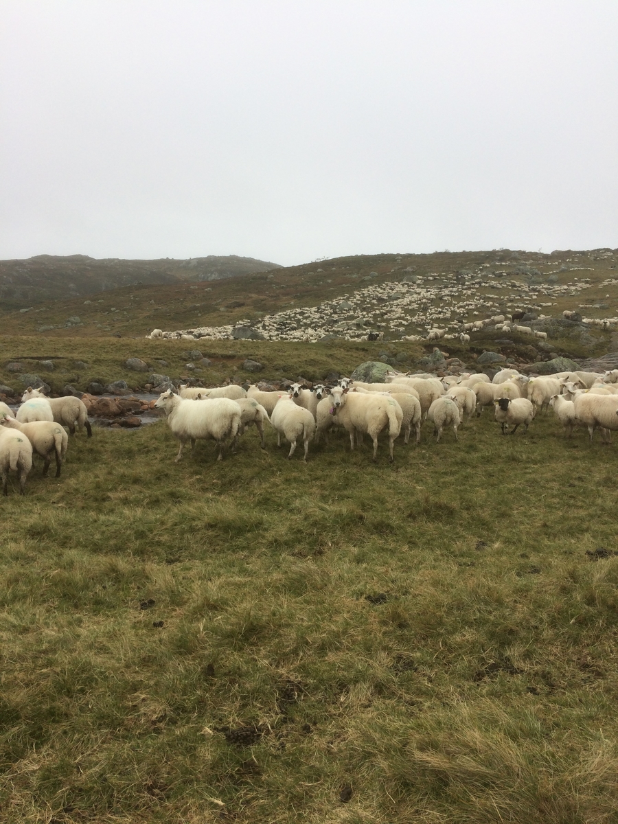 Samling av sauer frå heia. 5000 sauer blir samla ved Flåtå ved Monsvatnet. Bilde 12 og 13 er av eit revehi med mange inngangar. Bilde 14-21 er av Asbjørn Haga og Aina Gjesdal sine sauer.