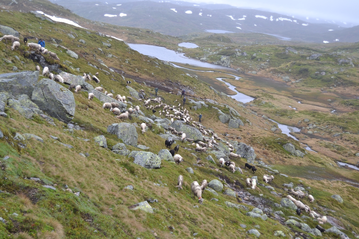Bilder frå driving av sau frå Sandvigvatnet ved Suleskarvegen til Fjesjevassteane i Langvassheii. Det er rundt 850 sauer i flokken. Dei startar i avslessingsgarden og går langs Rågeloni og over brua som Jæren Smalalag har lagd over Sandvassåna.