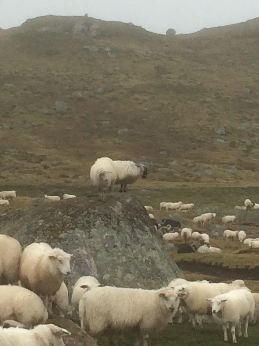 Samling av sauer frå heia. 5000 sauer blir samla ved Flåtå ved Monsvatnet. Bilde 12 og 13 er av eit revehi med mange inngangar. Bilde 14-21 er av Asbjørn Haga og Aina Gjesdal sine sauer.