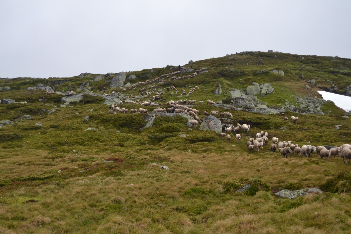Bilder frå driving av sau frå Sandvigvatnet ved Suleskarvegen til Fjesjevassteane i Langvassheii. Det er rundt 850 sauer i flokken. Dei startar i avslessingsgarden og går langs Rågeloni og over brua som Jæren Smalalag har lagd over Sandvassåna.