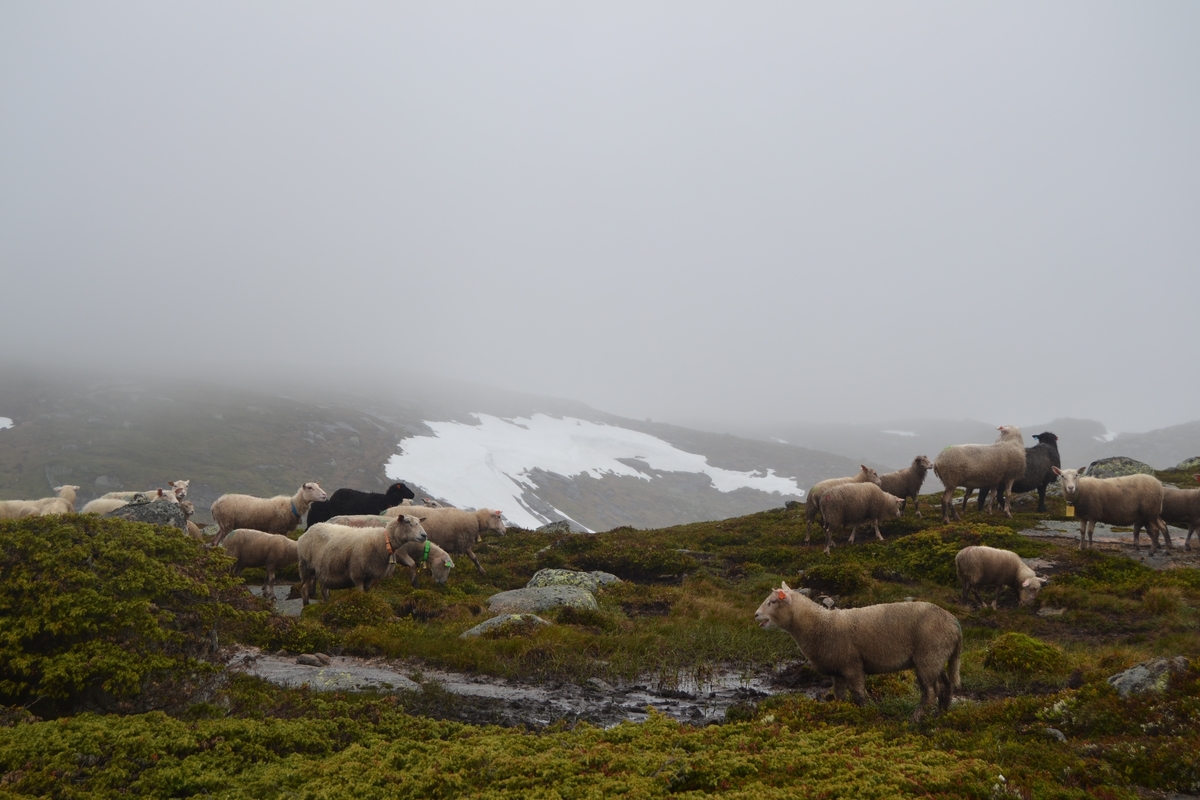 Bilder frå driving av sau frå Sandvigvatnet ved Suleskarvegen til Fjesjevassteane i Langvassheii. Det er rundt 850 sauer i flokken. Dei startar i avslessingsgarden og går langs Rågeloni og over brua som Jæren Smalalag har lagd over Sandvassåna.
