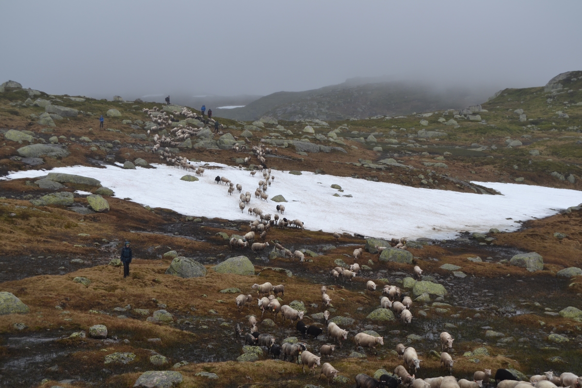 Bilder frå driving av sau frå Sandvigvatnet ved Suleskarvegen til Fjesjevassteane i Langvassheii. Det er rundt 850 sauer i flokken. Dei startar i avslessingsgarden og går langs Rågeloni og over brua som Jæren Smalalag har lagd over Sandvassåna.