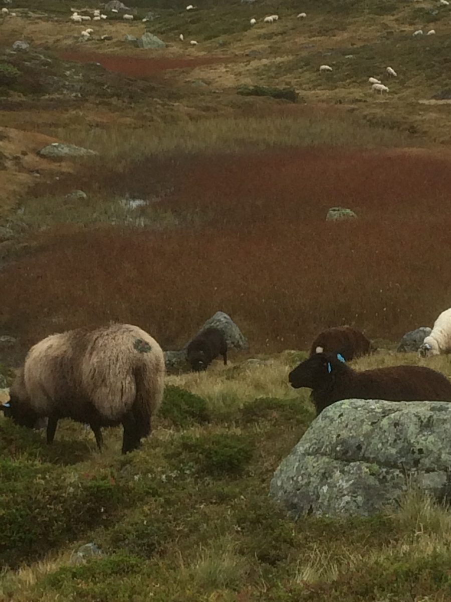 Samling av sauer frå heia. 5000 sauer blir samla ved Flåtå ved Monsvatnet. Bilde 12 og 13 er av eit revehi med mange inngangar. Bilde 14-21 er av Asbjørn Haga og Aina Gjesdal sine sauer.