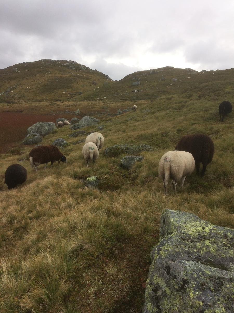 Samling av sauer frå heia. 5000 sauer blir samla ved Flåtå ved Monsvatnet. Bilde 12 og 13 er av eit revehi med mange inngangar. Bilde 14-21 er av Asbjørn Haga og Aina Gjesdal sine sauer.