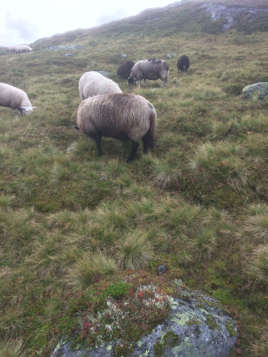Samling av sauer frå heia. 5000 sauer blir samla ved Flåtå ved Monsvatnet. Bilde 12 og 13 er av eit revehi med mange inngangar. Bilde 14-21 er av Asbjørn Haga og Aina Gjesdal sine sauer.