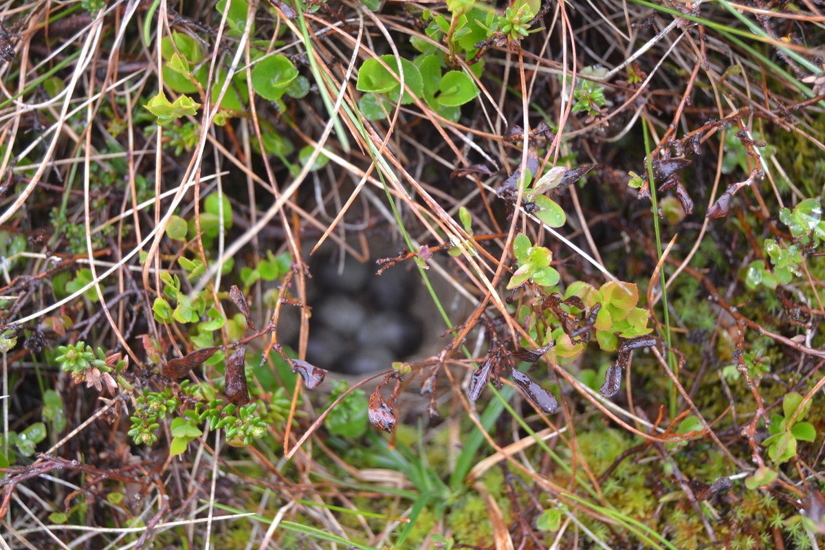 Bilder frå driving av sau frå Sandvigvatnet ved Suleskarvegen til Fjesjevassteane i Langvassheii. Det er rundt 850 sauer i flokken. Dei startar i avslessingsgarden og går langs Rågeloni og over brua som Jæren Smalalag har lagd over Sandvassåna.