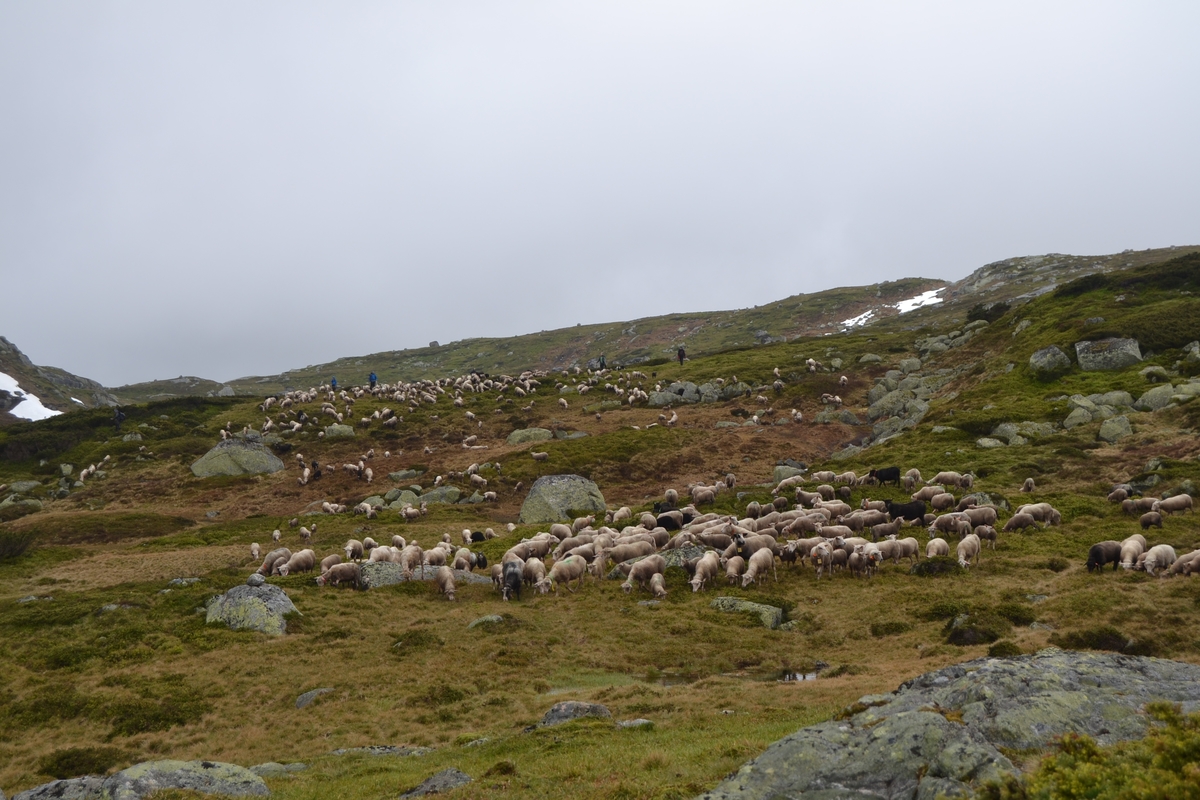 Bilder frå driving av sau frå Sandvigvatnet ved Suleskarvegen til Fjesjevassteane i Langvassheii. Det er rundt 850 sauer i flokken. Dei startar i avslessingsgarden og går langs Rågeloni og over brua som Jæren Smalalag har lagd over Sandvassåna.